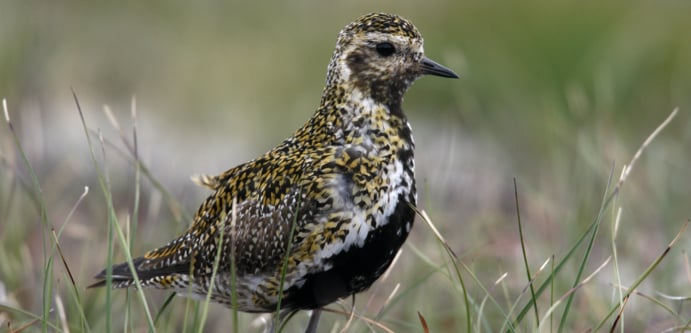 Image of Scotland Newsletter bird