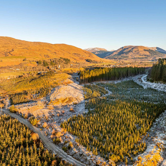 Image of Dalmally Forest 1