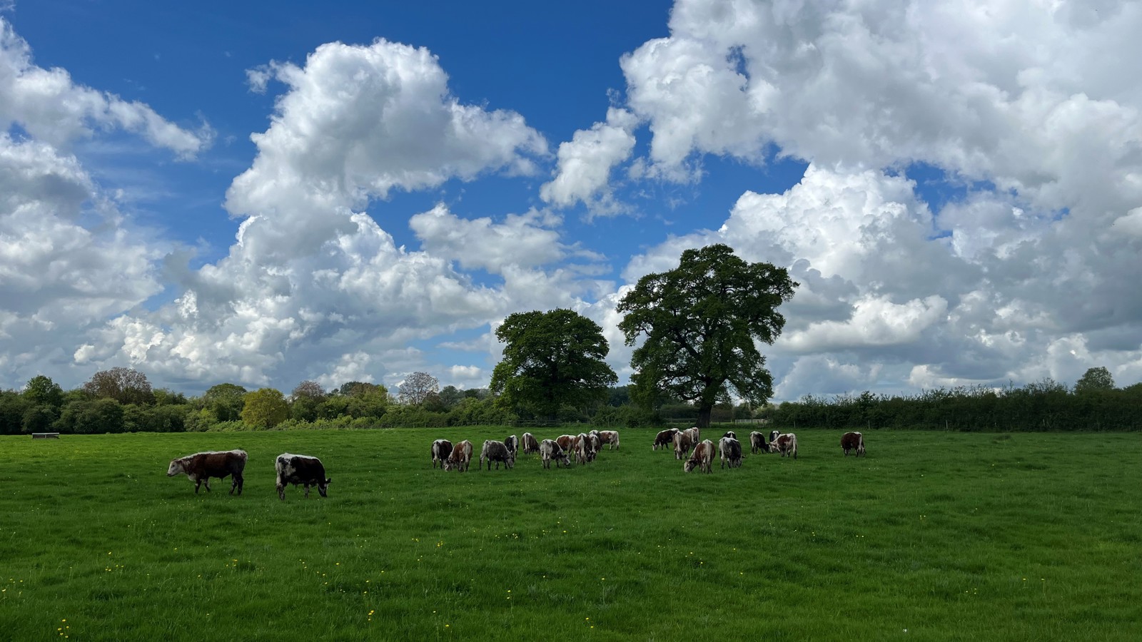 Image of Cattle grazing