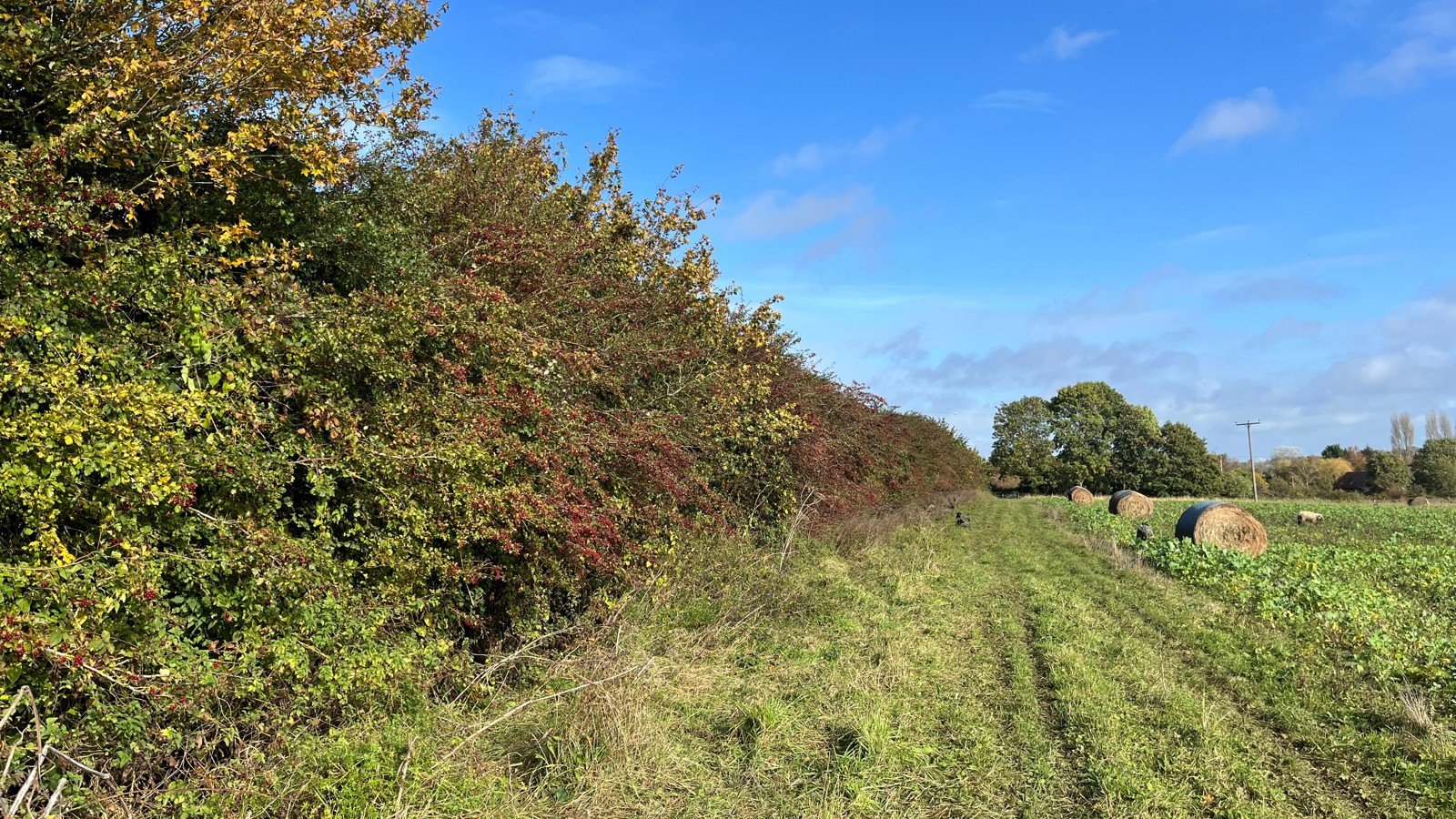 Image of Hedgerow and bales