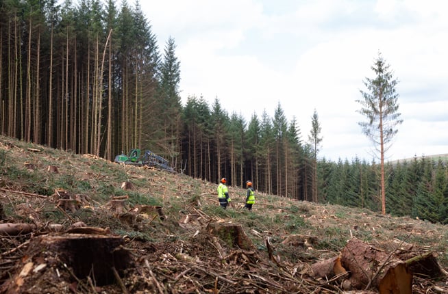 Image of Forestry 1