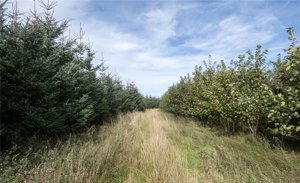 West Glenouther & Whitelee, Stewarton picture 2