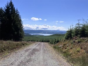 Achnaba Forest, Lochgilphead picture 2