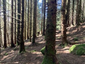 Achnaba Forest, Lochgilphead picture 5