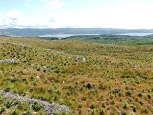 Achnaba Forest, Lochgilphead picture 6