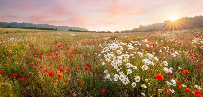 Image of Wild flower meadow pink sky